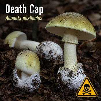 Death Cap